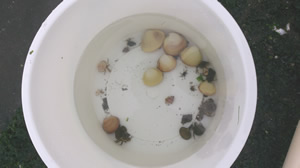 潮干狩りの成果