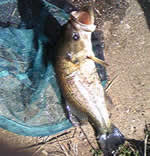 ブラックバスその1