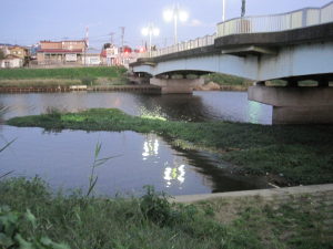 印旛新川に流れ着いた水草の茂み